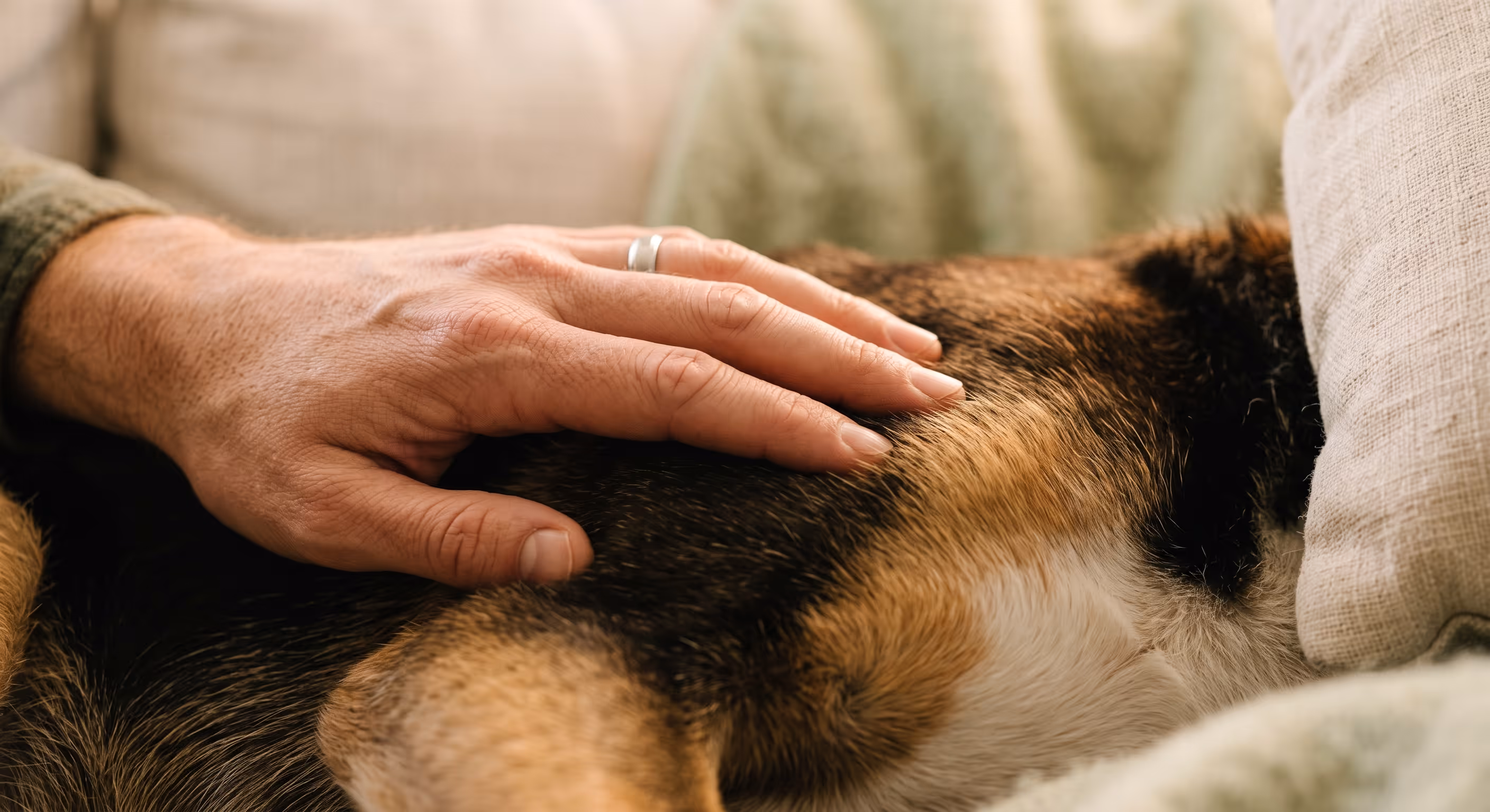 Contacto terapéutico y calma con animal de apoyo